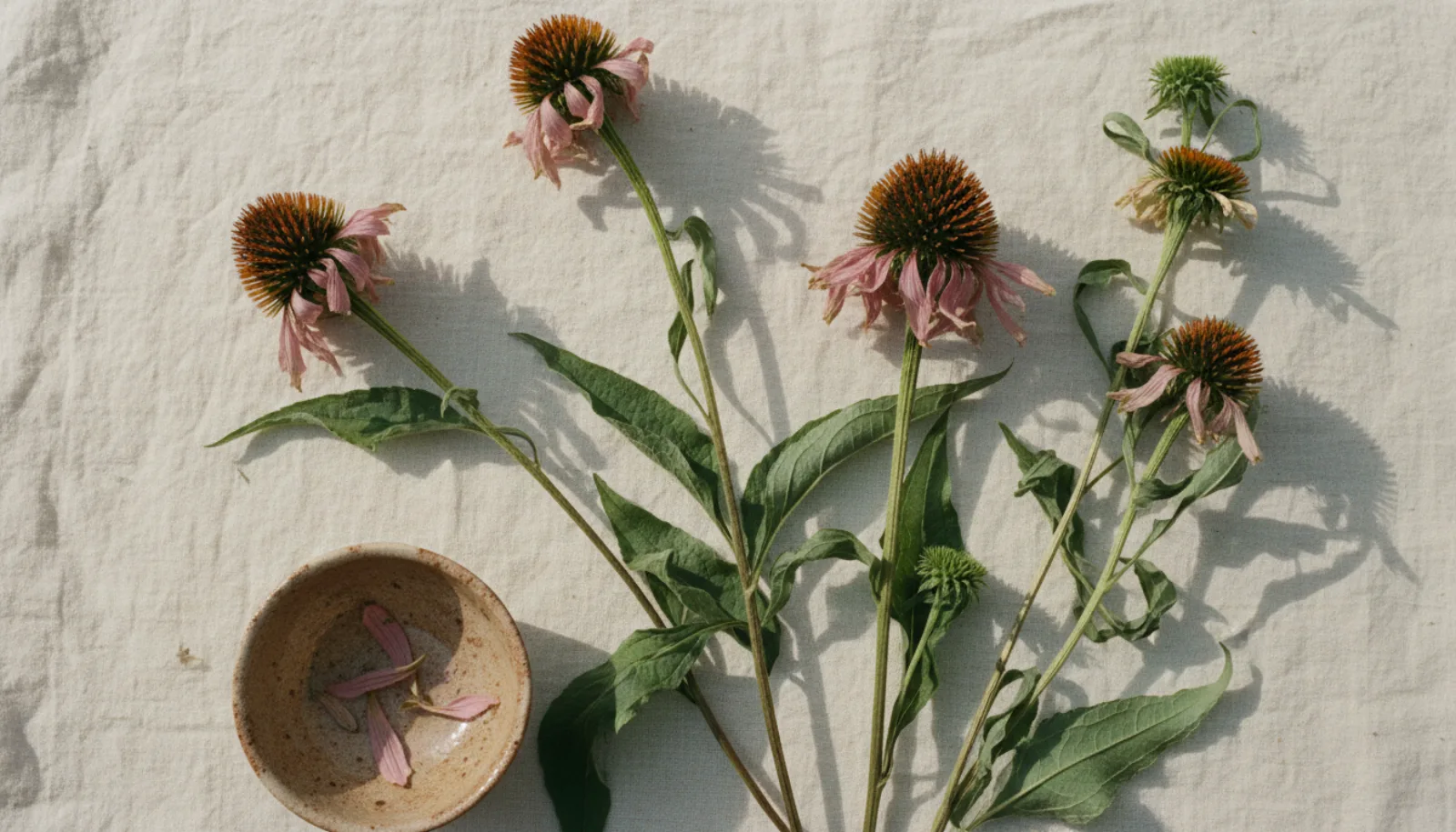 Les propriétés immunostimulantes de l’echinacea purpurea