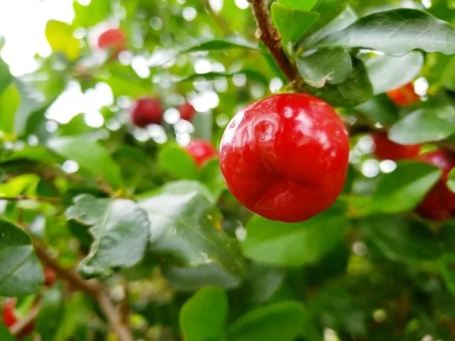 Complement alimentaire acerola