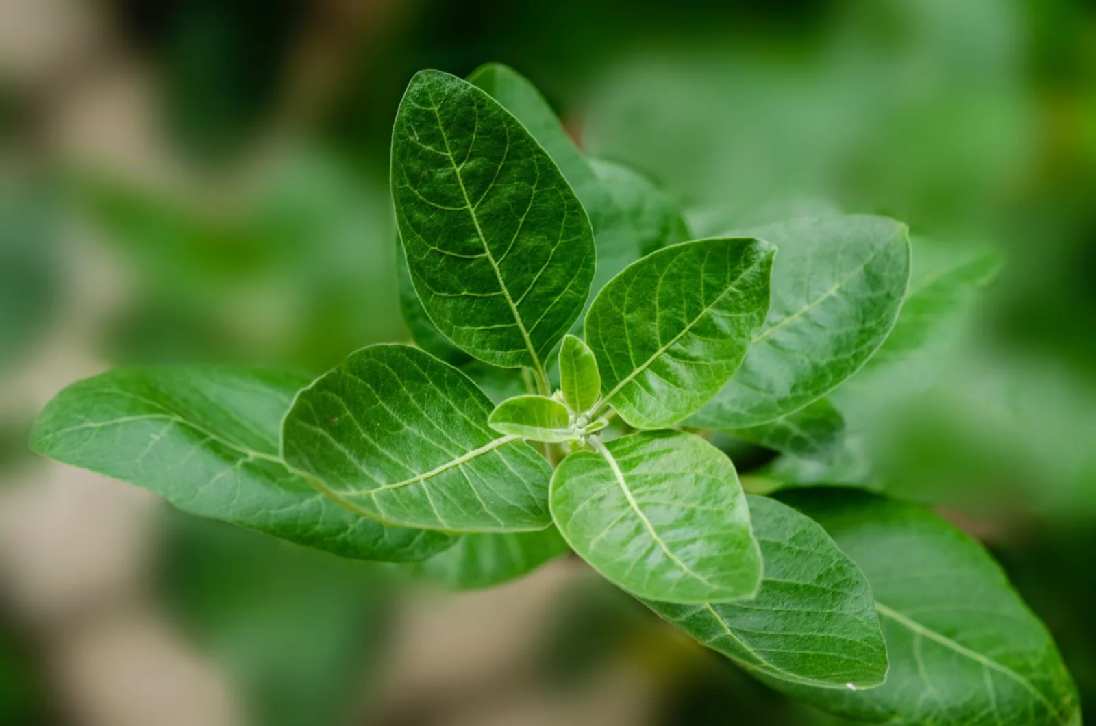 ashwagandha_natureAZ