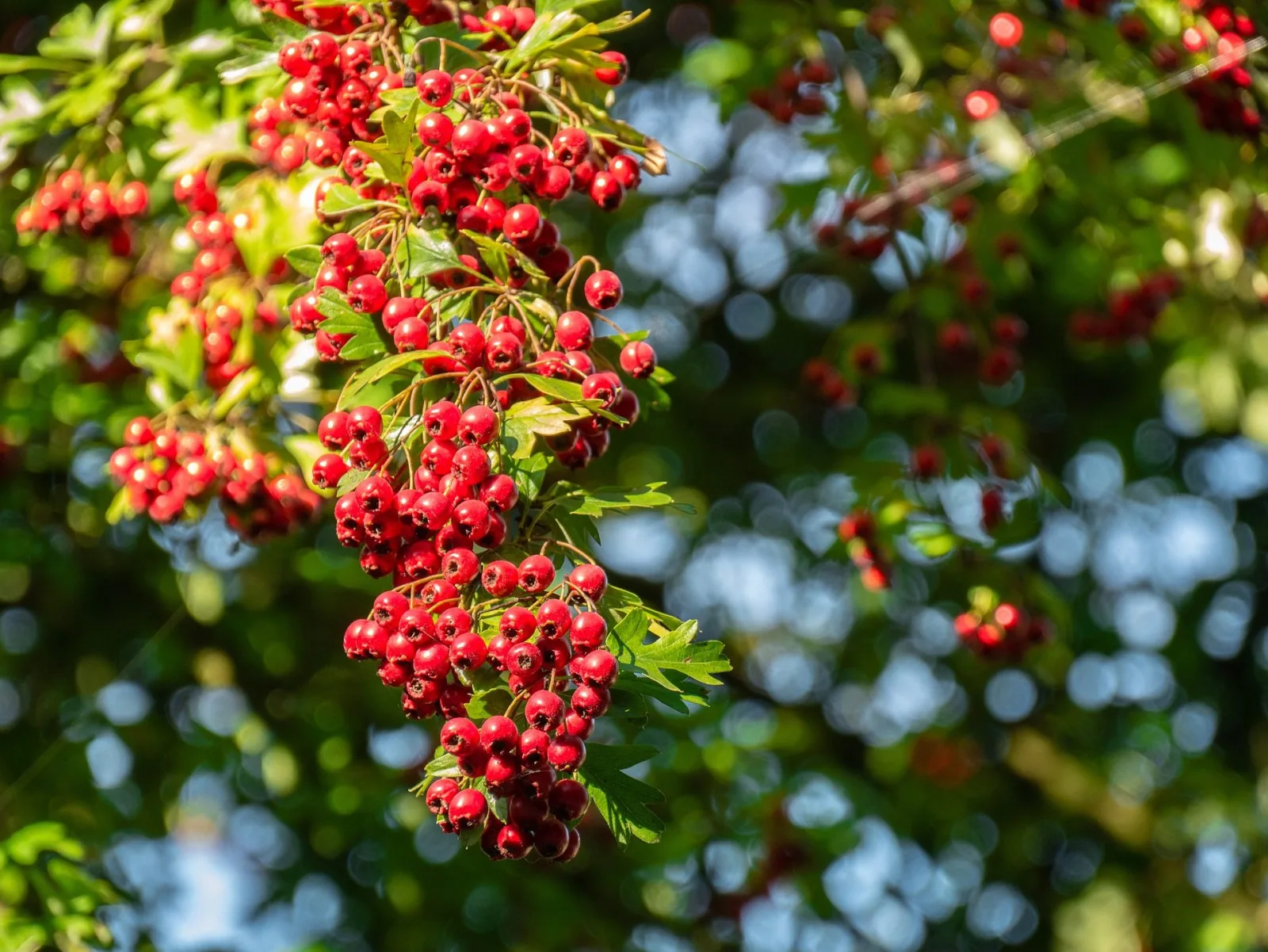 arbre_aubépine_natureAZ
