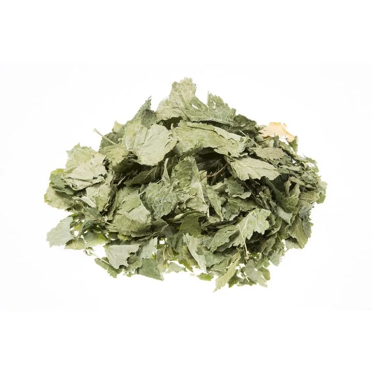 feuilles ribes nigrum cassis pour infusion