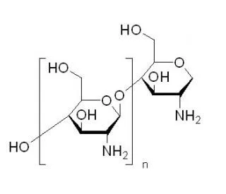 chitosan absorbe graisse