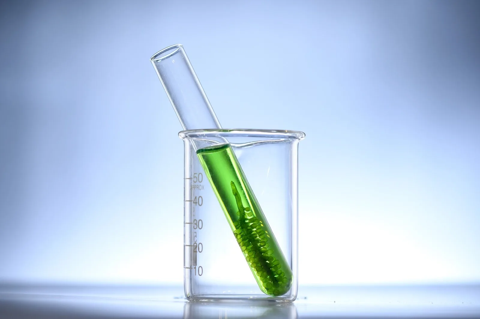 fleur_d_eau_chlorella