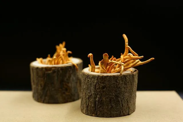 complement alimentaire cordyceps nature az