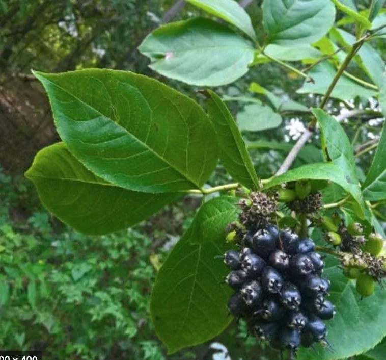 Eleutherocoque ginseng sibérien
