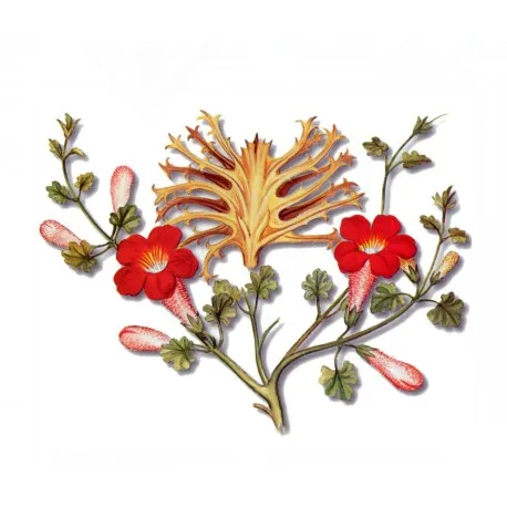 harpagophytum