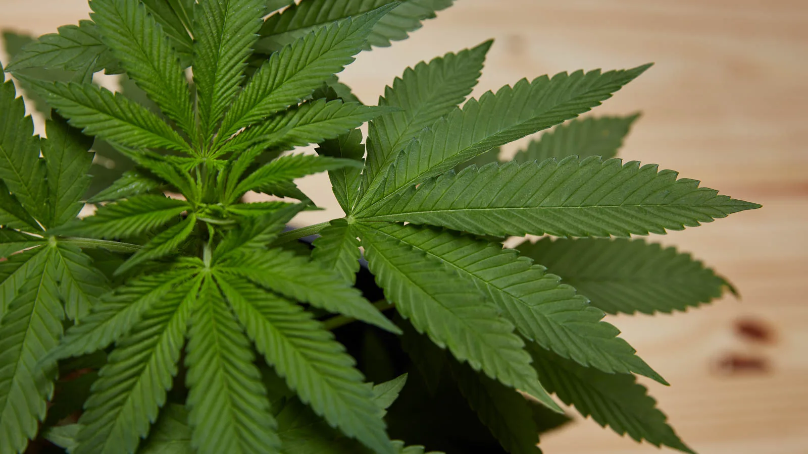 CBD et cannabis en France