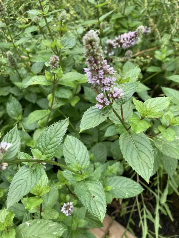 menthe poivrée nature az