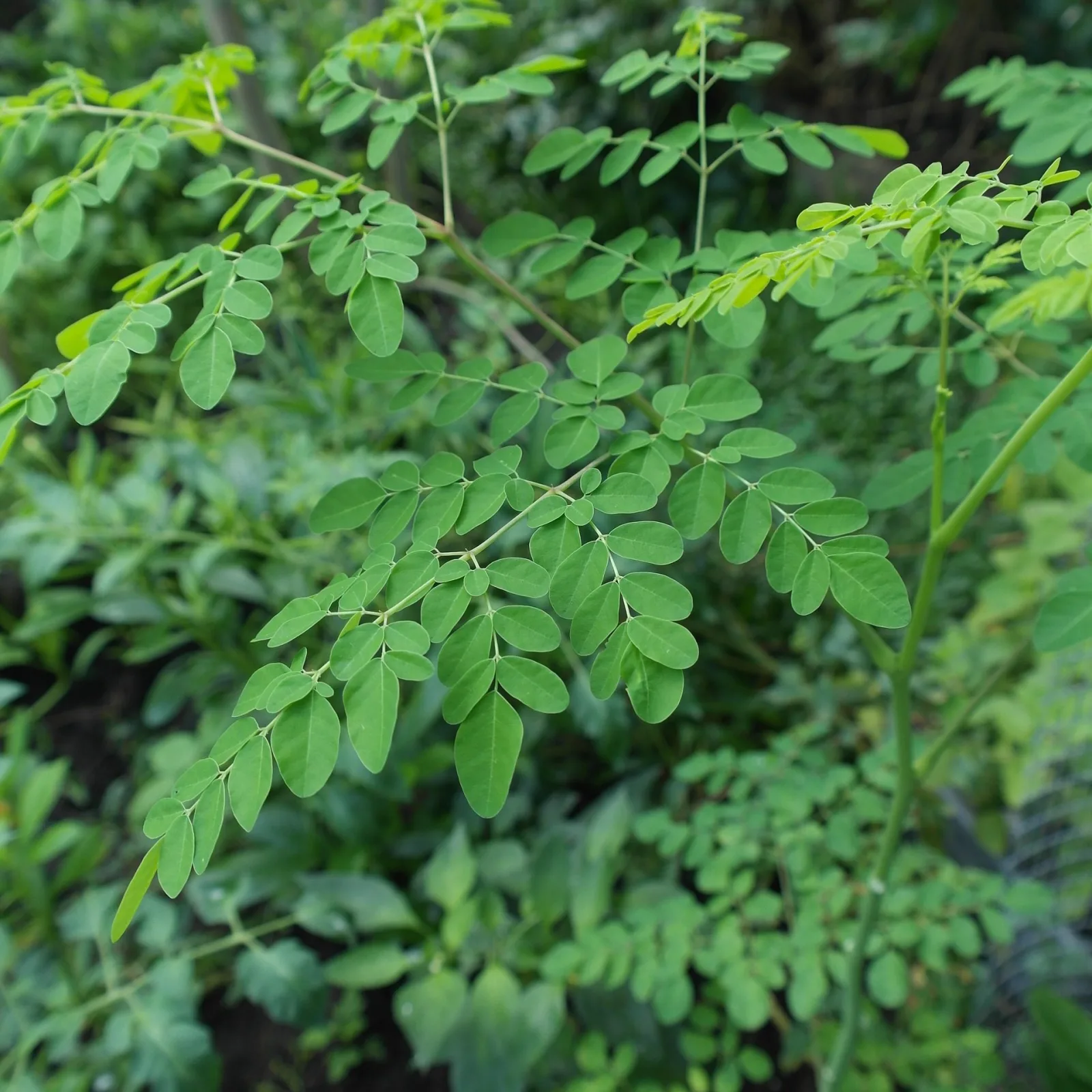 plante_moringa_natureAZ