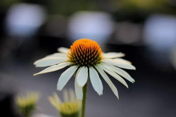 echinacea bio nature az