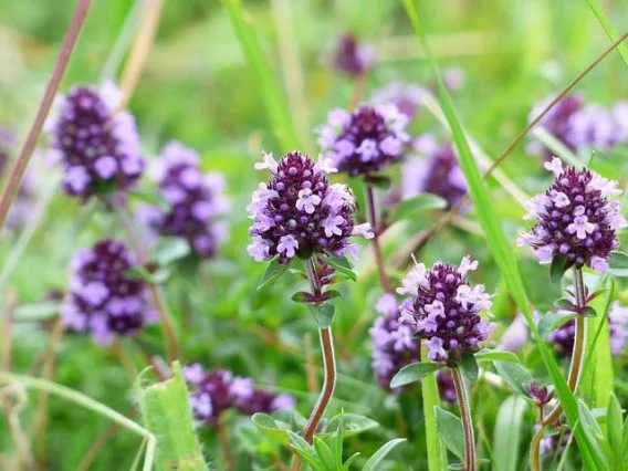 Thym fleur Nature AZ