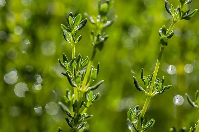 thym feuille Nature AZ