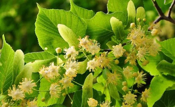 tilleul bio bractées nature az
