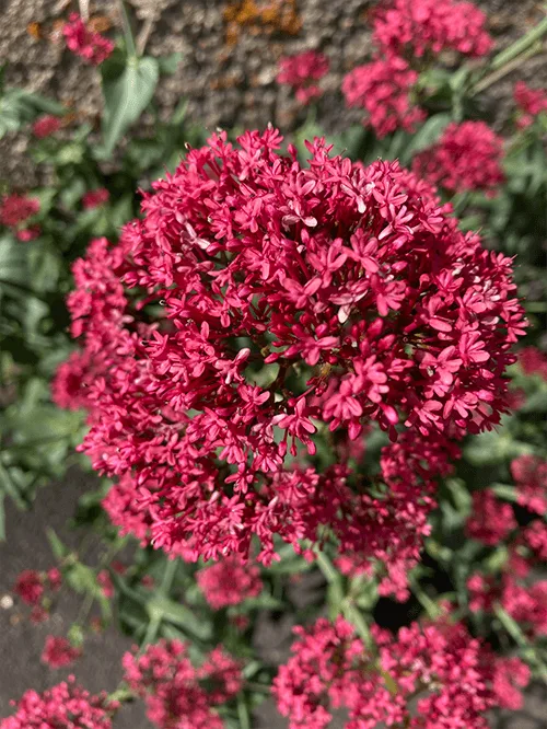 valériane bio nature az