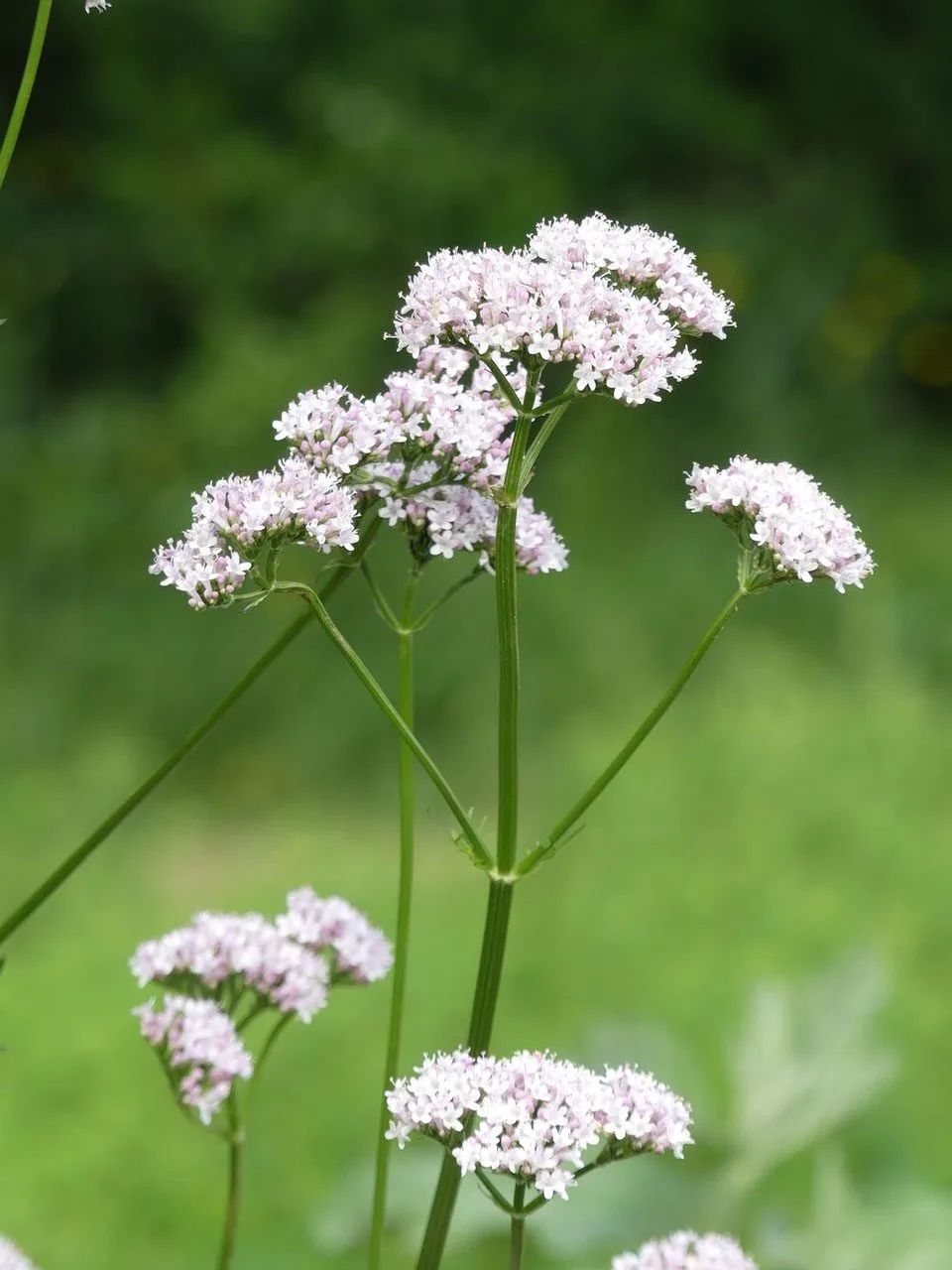 complement alimentaire valériane sommeil
