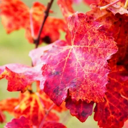 vigne rouge bio