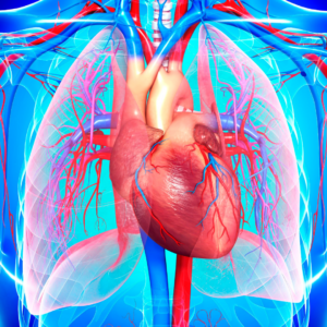 Sphère cardio-vasculaire