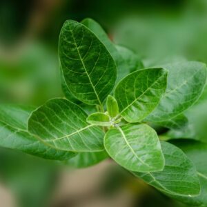 ashwagandha_natureAZ
