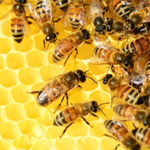 abeille_propolis