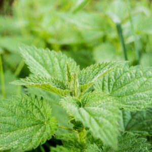 complement alimentaire ortie
