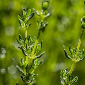 thym feuille Nature AZ