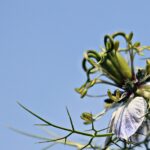 fleur_nigelle_natureAZ
