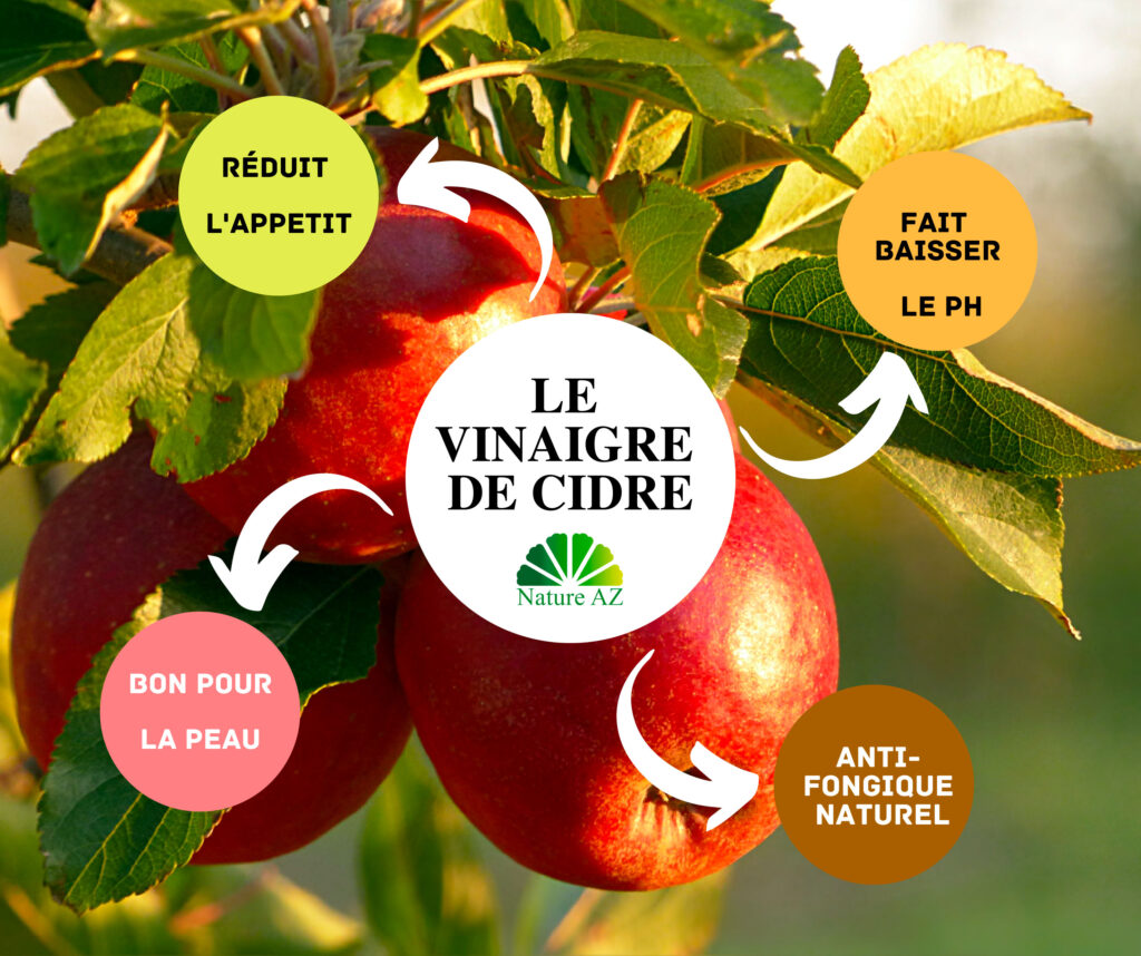 “équilibre acido-basique naturel”